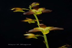 Eulophia pratensis